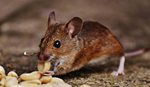 24 Hour & Emergency Exterminators in La Dept Rev, LA
